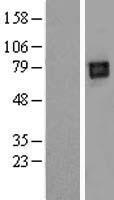 LILRB2 Human Over-expression Lysate