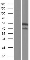 PLAGL1 Human Over-expression Lysate
