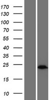 SEBOX Human Over-expression Lysate