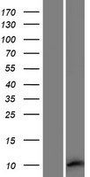 MEIG1 Human Over-expression Lysate