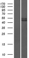 PRAMEF12 Human Over-expression Lysate