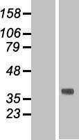 TMEM120B Human Over-expression Lysate