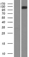 Myosin 1C (MYO1C) Human Over-expression Lysate