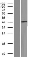 GSG1 Human Over-expression Lysate