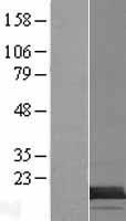 TMEM218 Human Over-expression Lysate