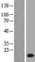 PPP1R1C Human Over-expression Lysate