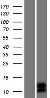 SPINK8 Human Over-expression Lysate
