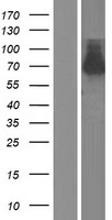 RASSF10 Human Over-expression Lysate