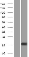OOEP Human Over-expression Lysate
