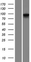PLA2G4E Human Over-expression Lysate