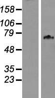 WDPCP Human Over-expression Lysate