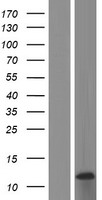 PIGY Human Over-expression Lysate
