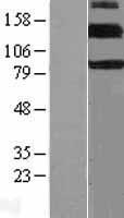 ErbB 4 (ERBB4) Human Over-expression Lysate
