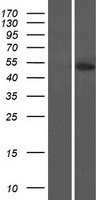 MAZ Human Over-expression Lysate