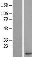 Galectin 7 (LGALS7B) Human Over-expression Lysate