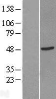GTF2H2C_2 Human Over-expression Lysate