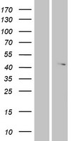 ABHD12 Human Over-expression Lysate
