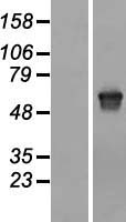 Melanophilin (MLPH) Human Over-expression Lysate