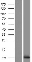 C10orf53 Human Over-expression Lysate