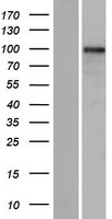 GLIS3 Human Over-expression Lysate