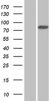 ANKZF1 Human Over-expression Lysate