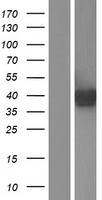 ASAHL (NAAA) Human Over-expression Lysate
