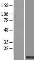 SMIM11 Human Over-expression Lysate