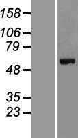 CEP63 Human Over-expression Lysate