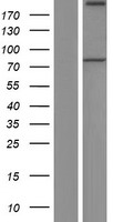PREPL Human Over-expression Lysate