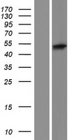 PTPN20B (PTPN20) Human Over-expression Lysate