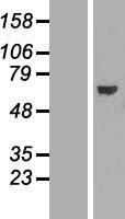 ABCE1 Human Over-expression Lysate
