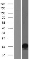 H2AC19 Human Over-expression Lysate