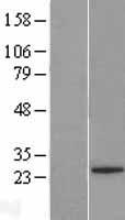 C2orf84 (FAM228A) Human Over-expression Lysate