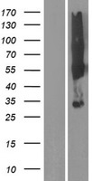 SYPL2 Human Over-expression Lysate