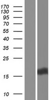 EMA (MUC1) Human Over-expression Lysate