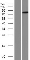 NET1 Human Over-expression Lysate