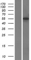 IRF5 Human Over-expression Lysate