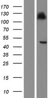 HLAF (HLA-F) Human Over-expression Lysate