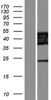 GRSF1 Human Over-expression Lysate