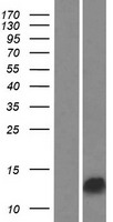 GAGE13 Human Over-expression Lysate