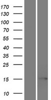 EIF5AL1 Human Over-expression Lysate