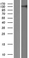 RC3H2 Human Over-expression Lysate