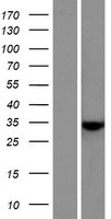 C7orf57 Human Over-expression Lysate