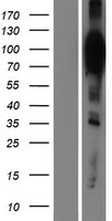HCN2 Human Over-expression Lysate