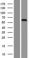 CRMP2 (DPYSL2) Human Over-expression Lysate