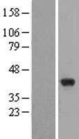 HuC (ELAVL3) Human Over-expression Lysate