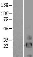 EREG Human Over-expression Lysate
