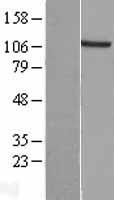 EXTL3 Human Over-expression Lysate