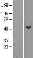GCNT1 Human Over-expression Lysate
