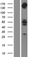 INPPL1 Human Over-expression Lysate